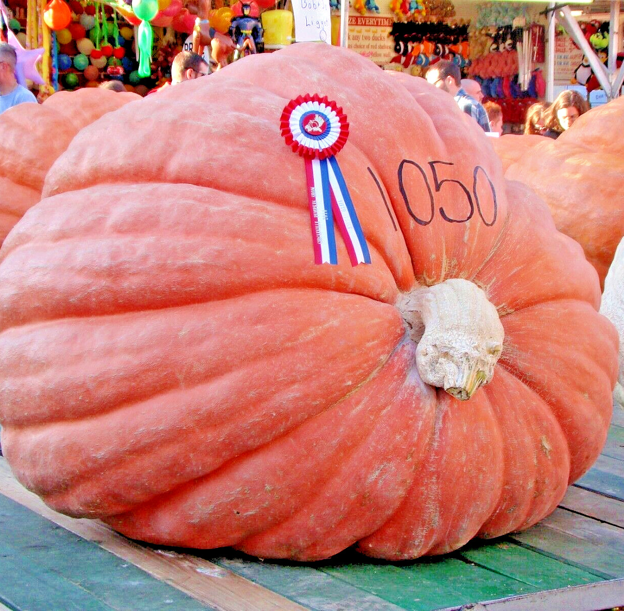 30 PUMPKIN BIG MAX SEEDS GIANT PRIZE WINNING GARDEN HEIRLOOM NON-GMO SQUASH USA