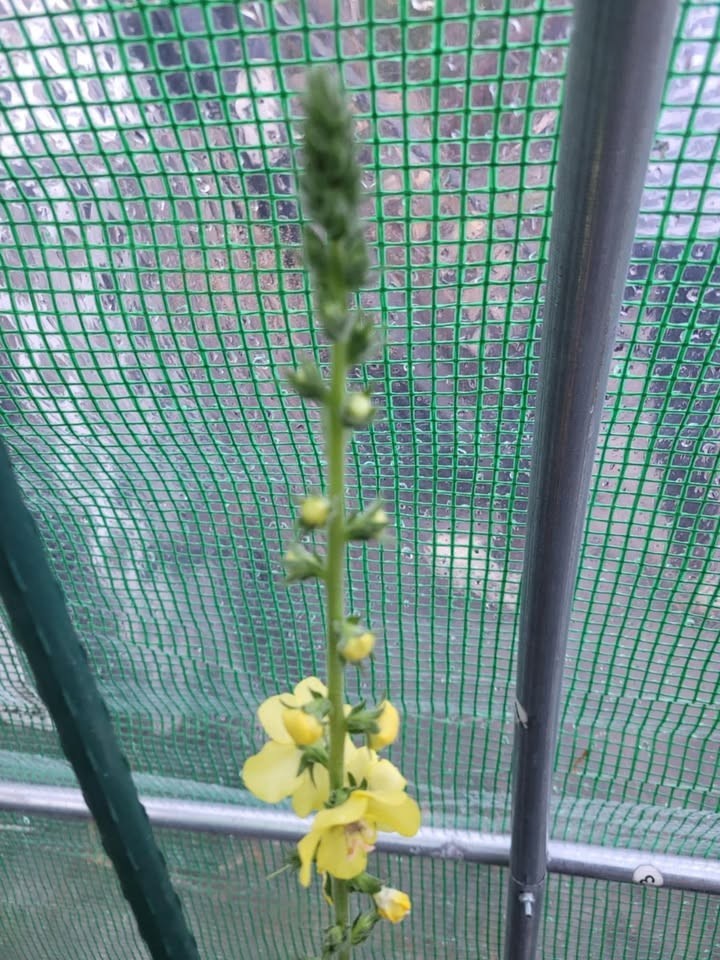10+ Heirloom, Open Pollinated, Non GMO Garden Seeds Straight From My Garden
