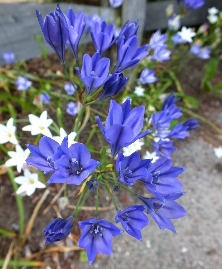 WILD BLUE HYACINTH FLOWER BULBS ~BRODIAEA ‘CORRINA’~ LATE SPRING/SUMMER BLOOMS!!