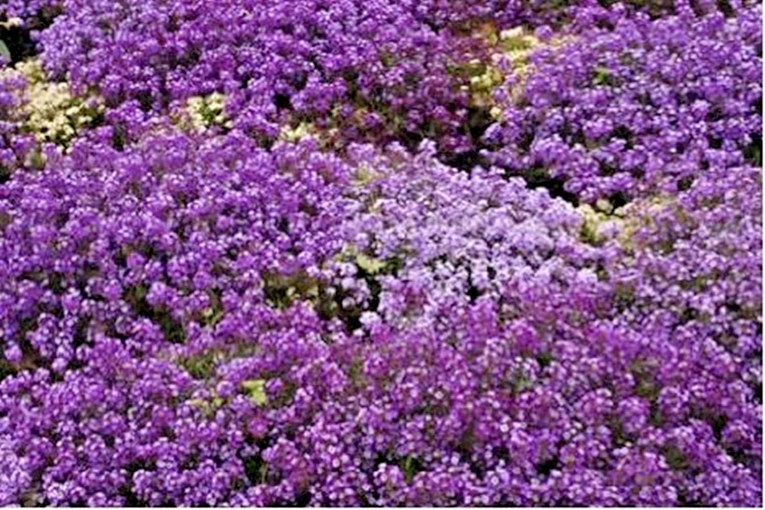 1001+ROYAL CARPET SWEET ALYSSUM Flower Seeds Drought Heat Groundcover Baskets