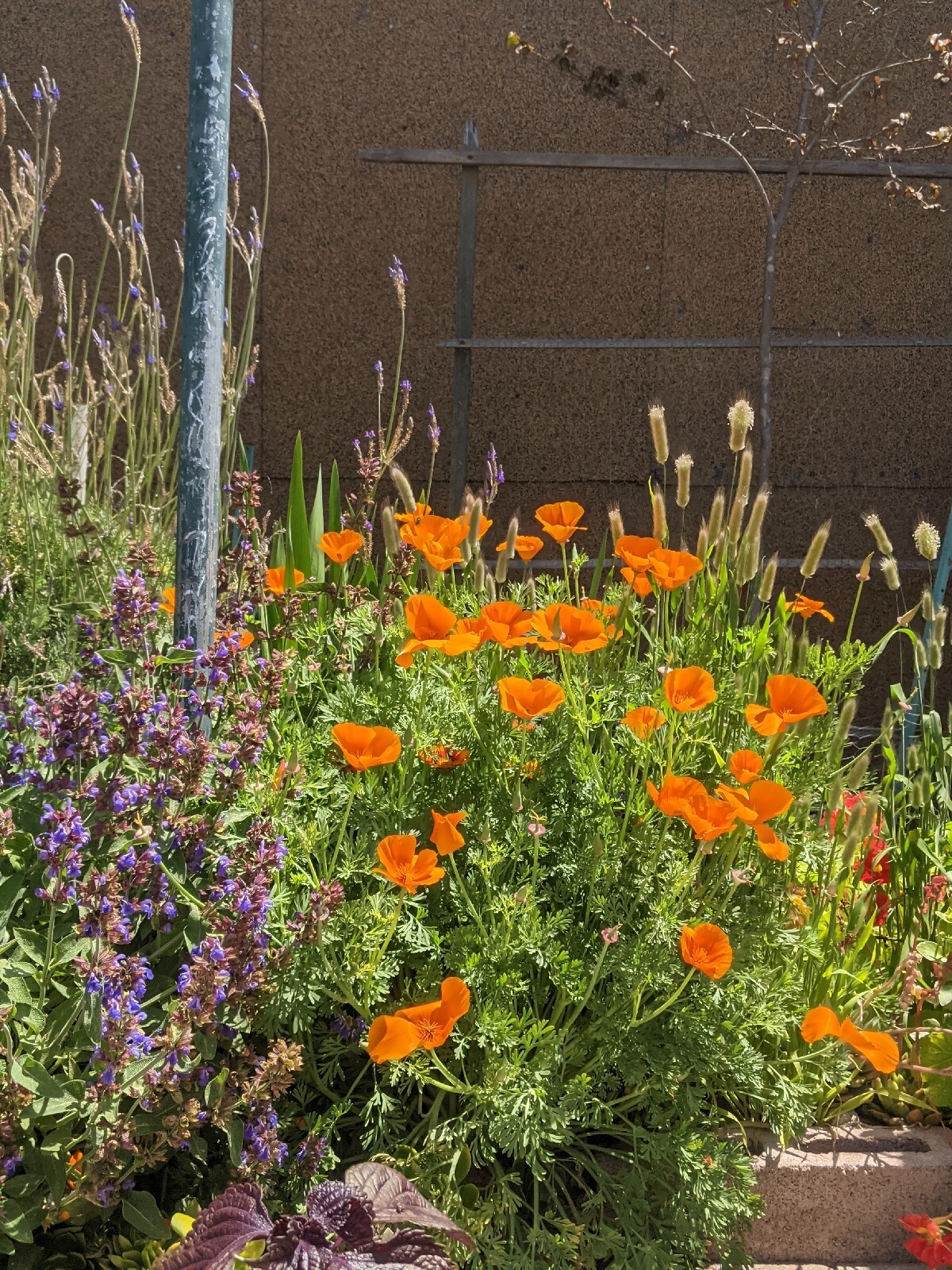 California “Gold Rush” Poppies (100+ SEEDS) Eschscholzia. USA Grown 2023 CROP