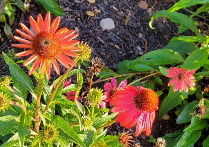 100 SEEDS CHEYENNE SPIRIT CONEFLOWER Echinacea in Orange Red Yellow Purple Pink