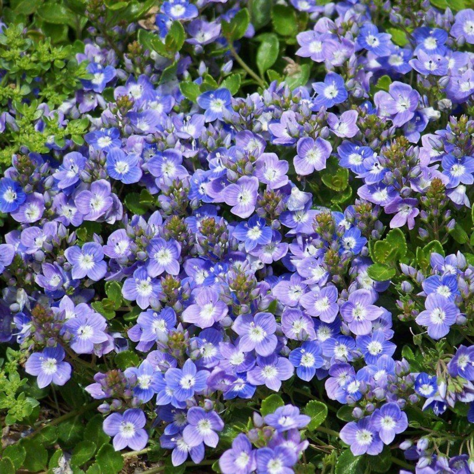 600+ Creeping Speedwell Seeds for Planting Creeping Speedwell Ground Cover Pl…