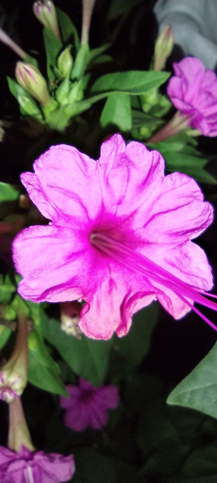 🌸50 Mirabilis (4 O’Clock) Flower Seeds Fragrant Easy to Grow FREE SHIPPING