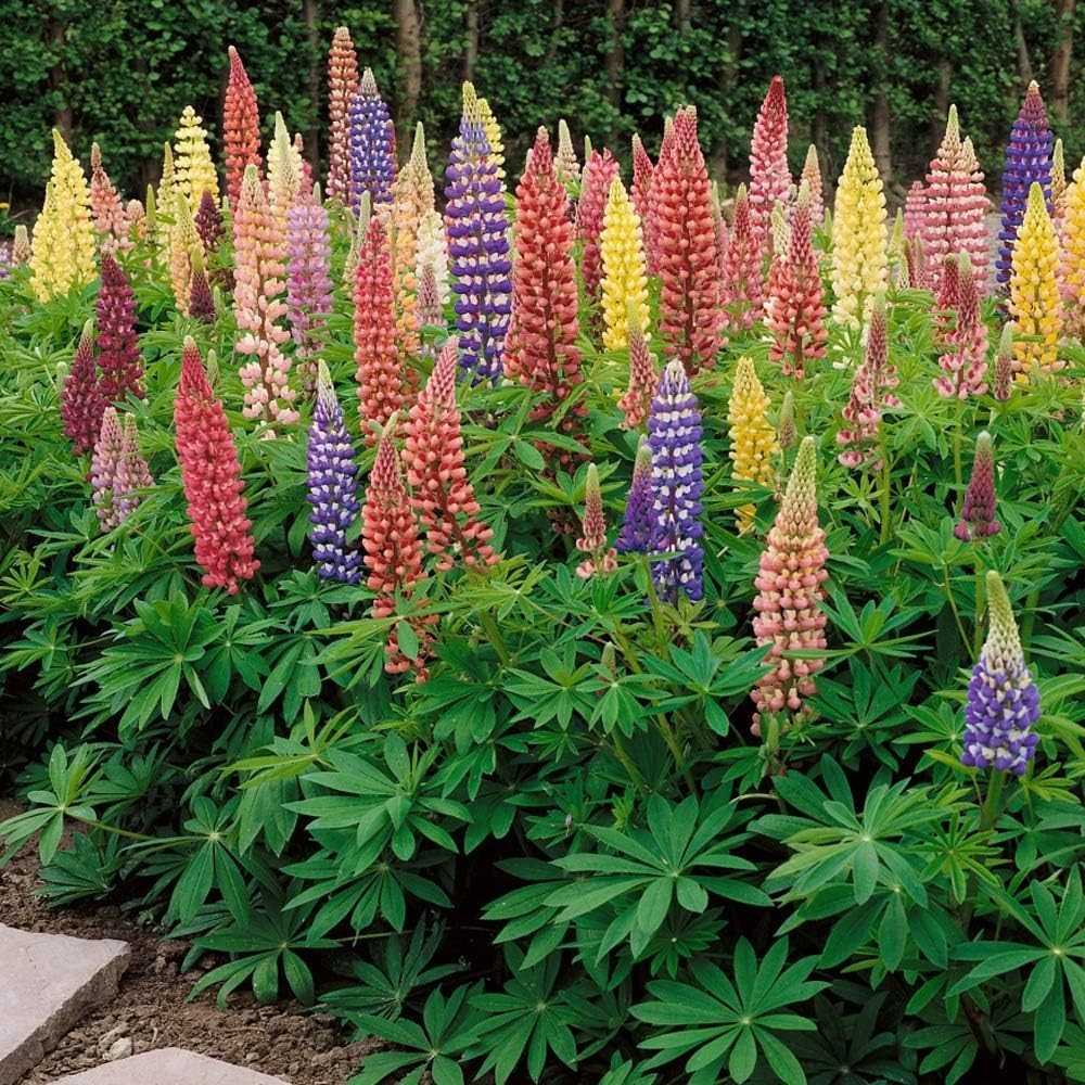 Mixed Russell Lupine Seeds – 1/4 Lb. Perennial & Pollinator-Friendly Wildflower