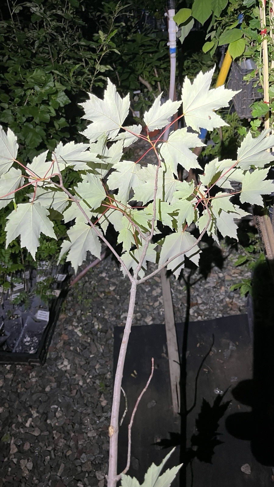 Exact plant 3-4 years old Silver Maple Acer saccharinum (dasycarpum)