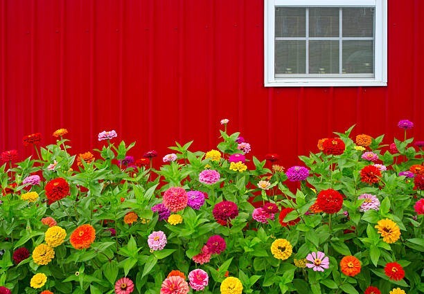 100 DAHLIA FLOWERED ZINNIA SEED MIX | 2026 SALE FREE SHIPPING NON GMO HEIRLOOM
