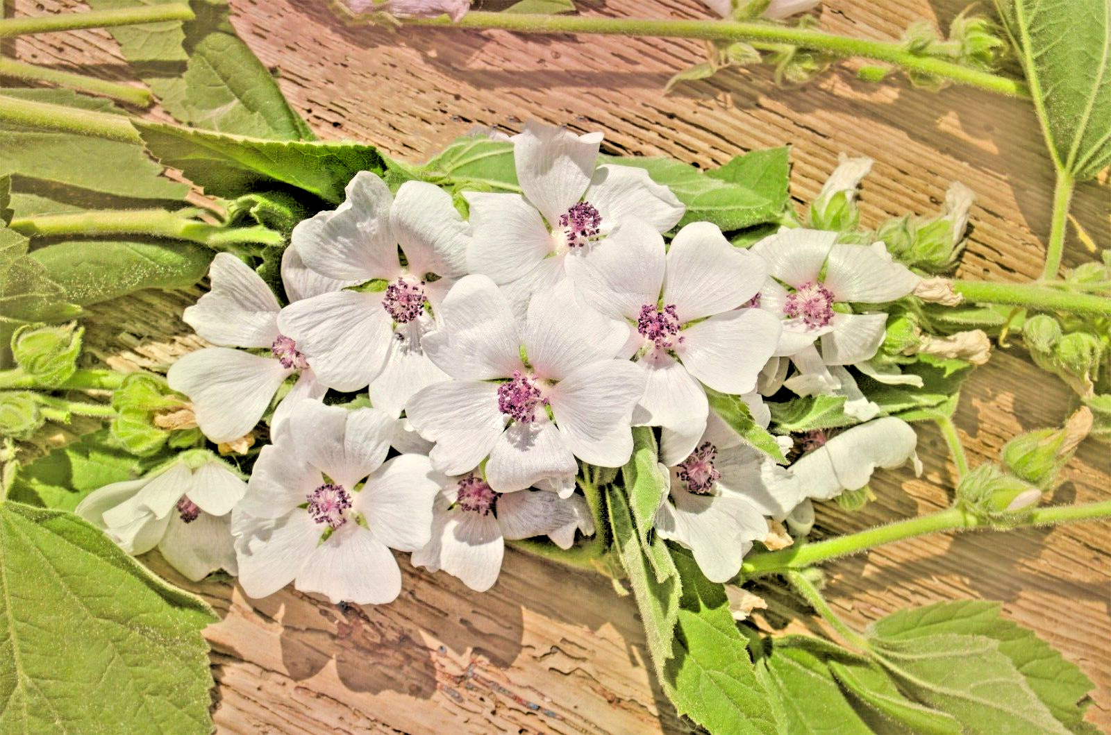 true Marshmallow 50 seeds. Georgius light pink flowers. Althaea officinalis.