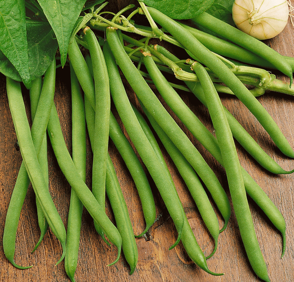 Provider Green Bean Seeds | Heirloom Non GMO Vegetable Seed 2024 Fast Shipping
