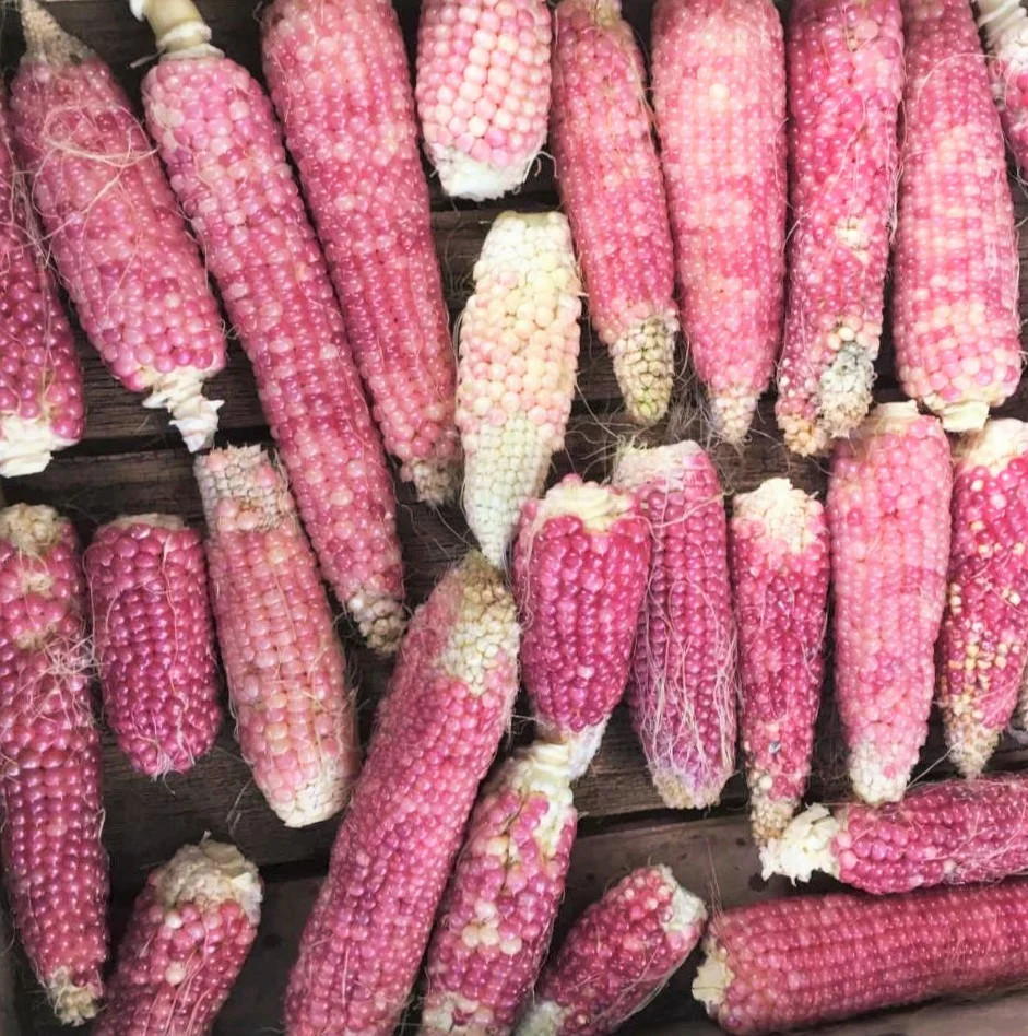 Pink Glass Gem Ornamental Corn Seeds | Neon Early Pink Pearl Popcorn Seed 2024