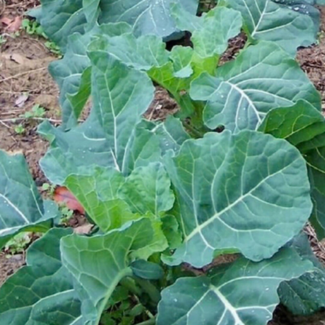 400+ GEORGIA COLLARD SEEDS (Brassica oleracea ) – Heirloom Vegetable Spring Fall