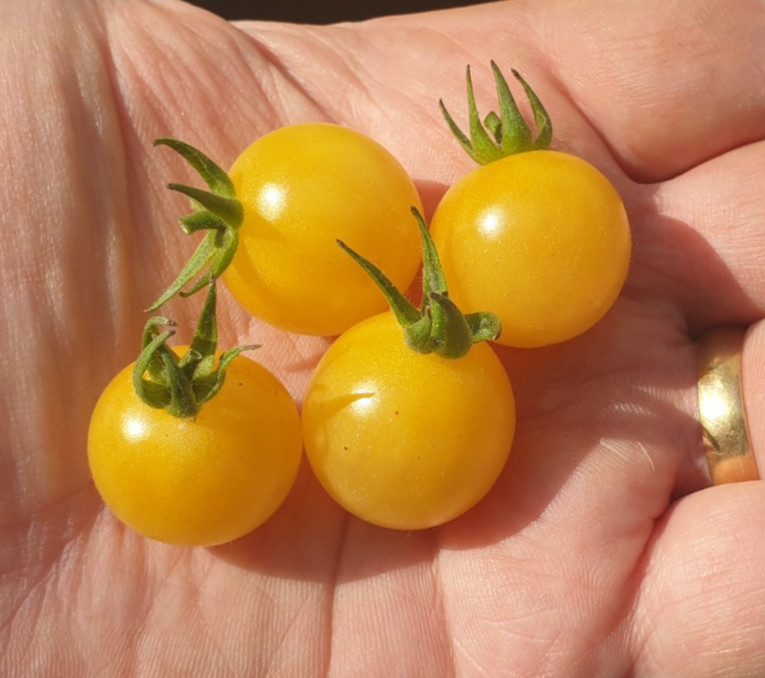 White Cherry Heirloom Tomato Seeds x 30 Minimum Plus Free Gift