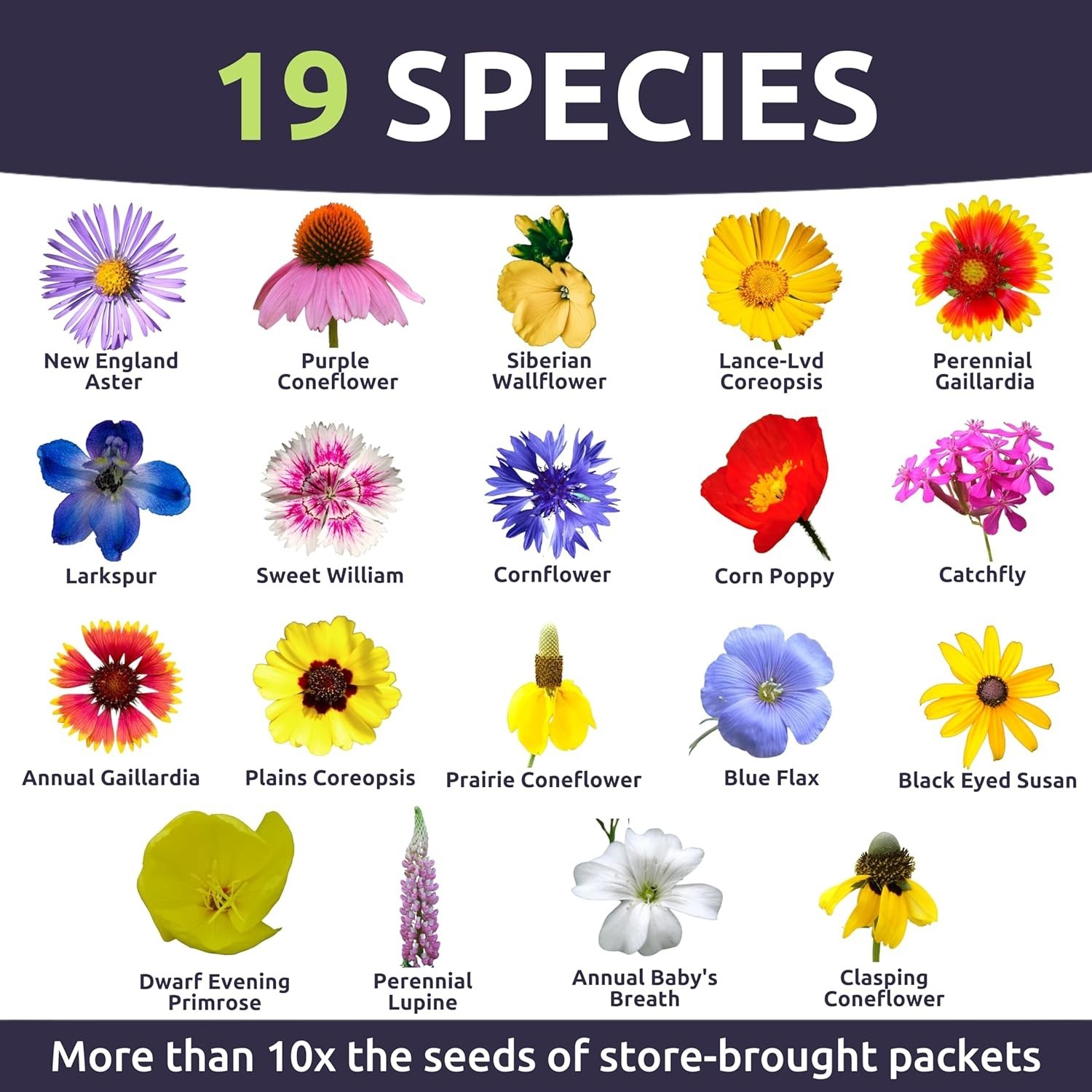 Midwest Regional Mix – Large 1 Ounce Packet – 15,000 Flower Seeds for Plantin…