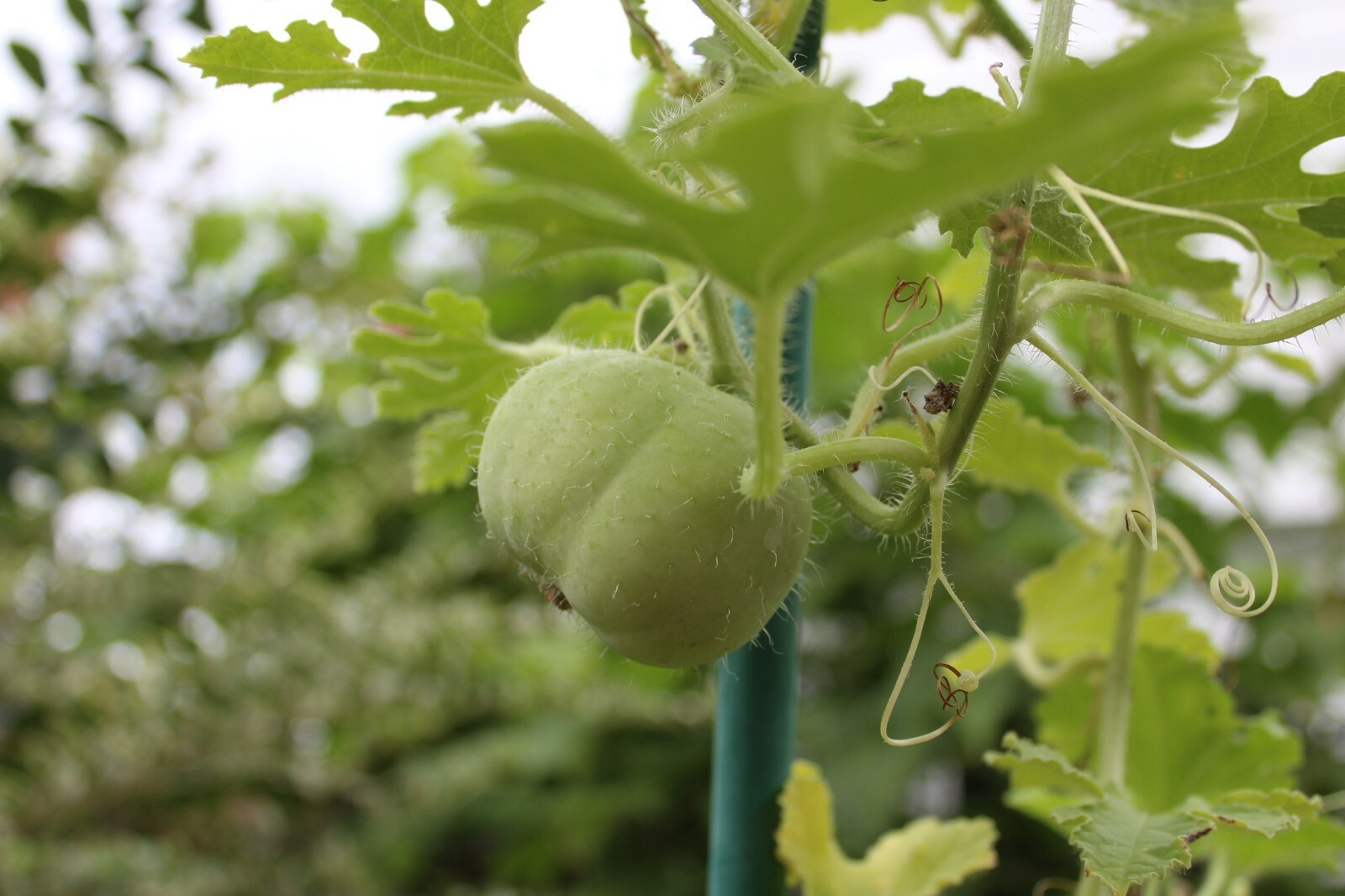 Lagenaria siceraria -Tinda Indian Round Gourd -All Natural Seeds