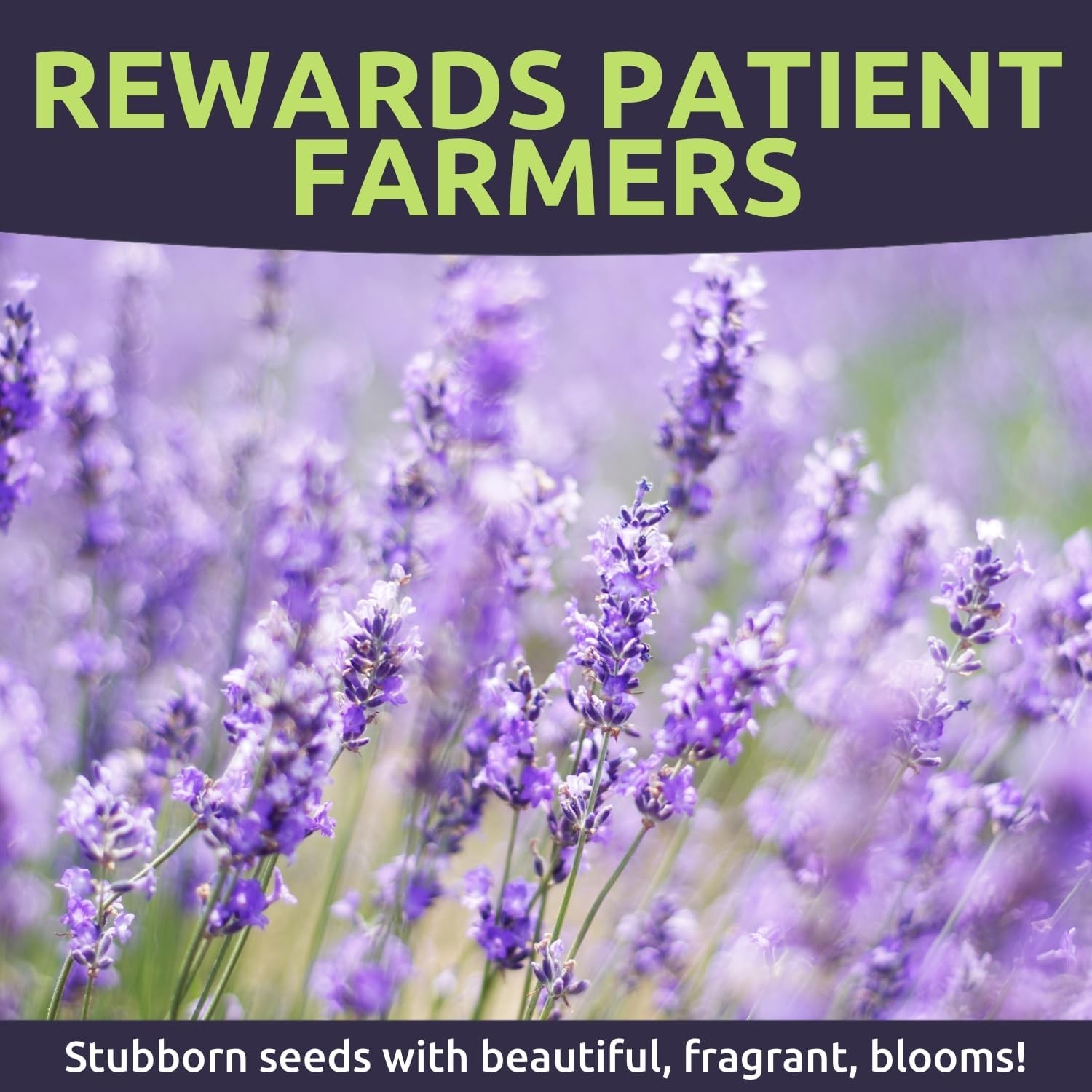 Lavender – Bulk 1 Ounce Pouch – 25,000 Flower Seeds for Planting – Lavandula …