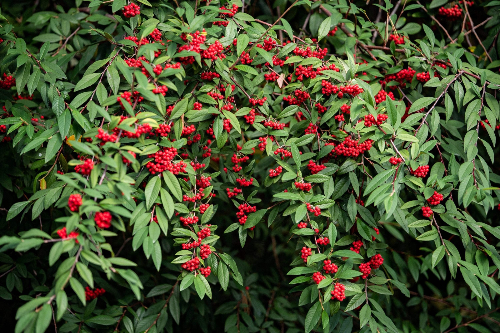 100 RED ELDERBERRY Sambucus Racemosa Mountain Elder Tree Shrub Fruit Berry Seeds