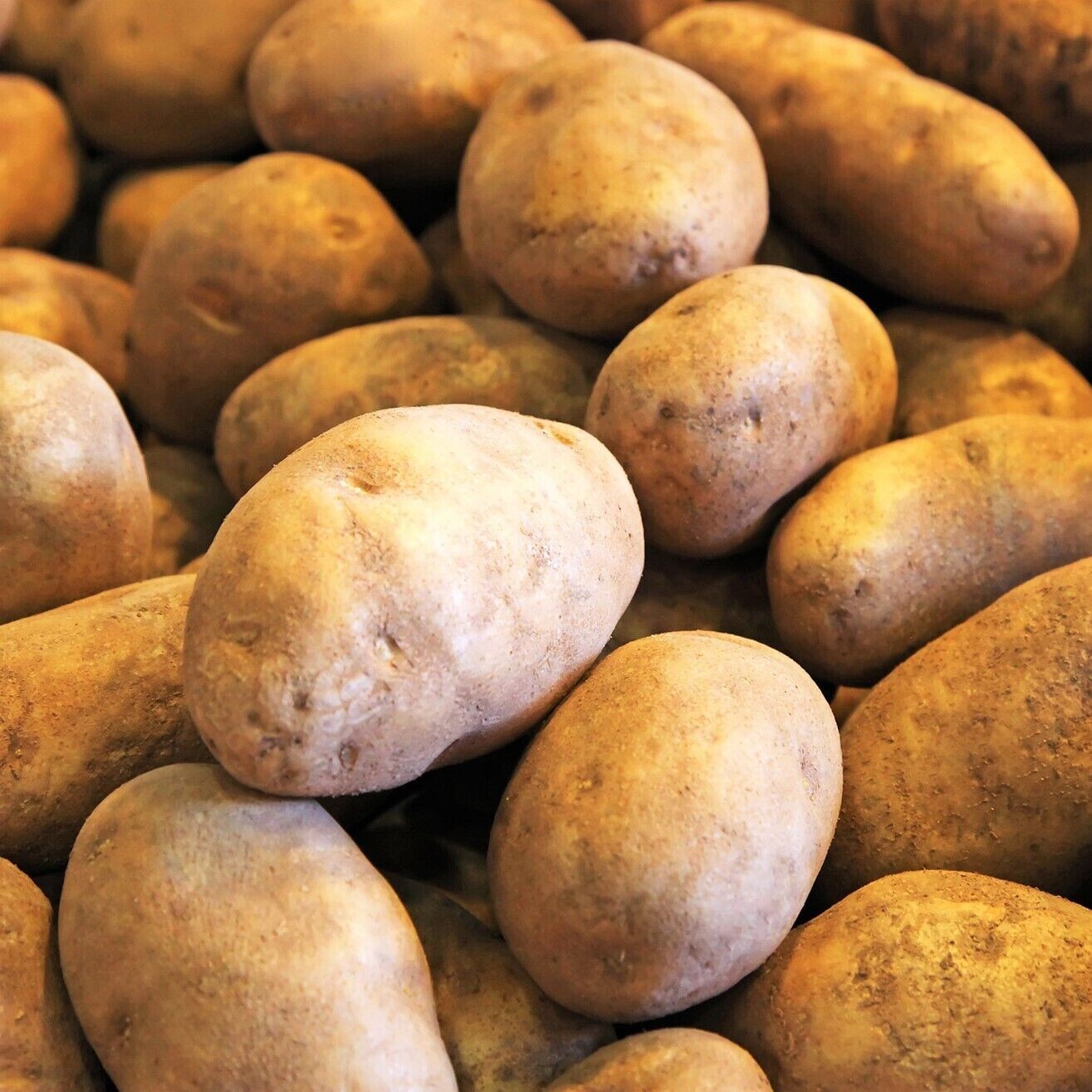 Russet Seed Potatoes | USDA Certified Planting 2lbs Burbank Potato Seed 2024
