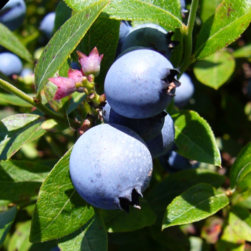 200+ EUROPEAN BLUEBERRY SEEDS BILBERRY RARE AUTUMN LOW BUSH SWEET DELICIOUS USA