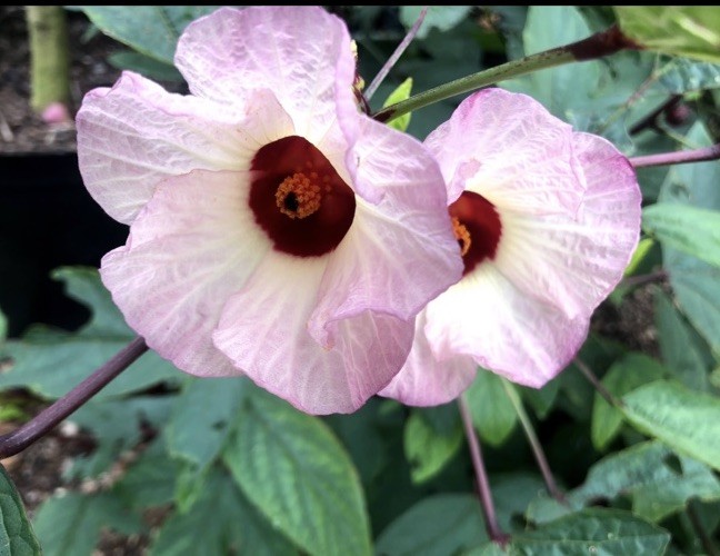 20+ Seeds Roselle Hibiscus/ Jamaican Sorrel FL-Grown. Edible. Juicy Calyxes.