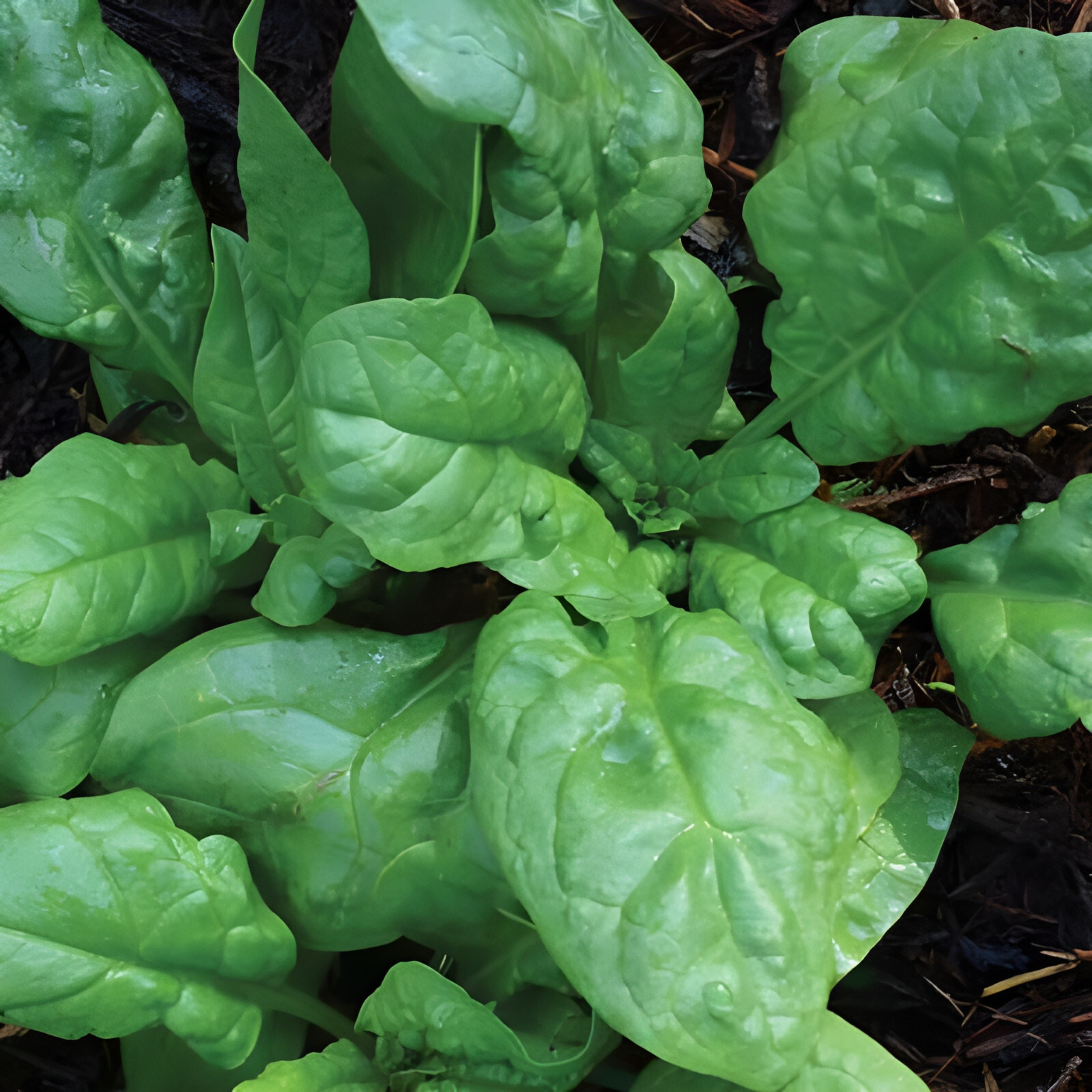 150 Heirloom American Spinach Seeds Fast Growing, Non-GMO, Home Garden Favorite