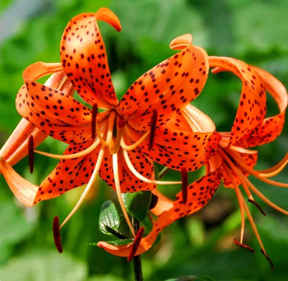Lily Flower Bulbs Tiger Lilies 3 Large Orange Black Florist Flowers Spring Plant