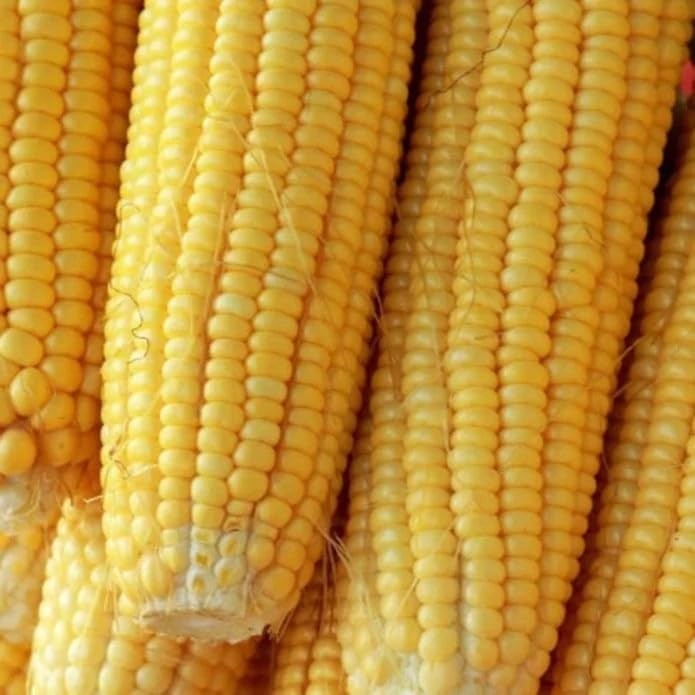 500pcs Sweet Corn Seeds-variety is Sugar Buns