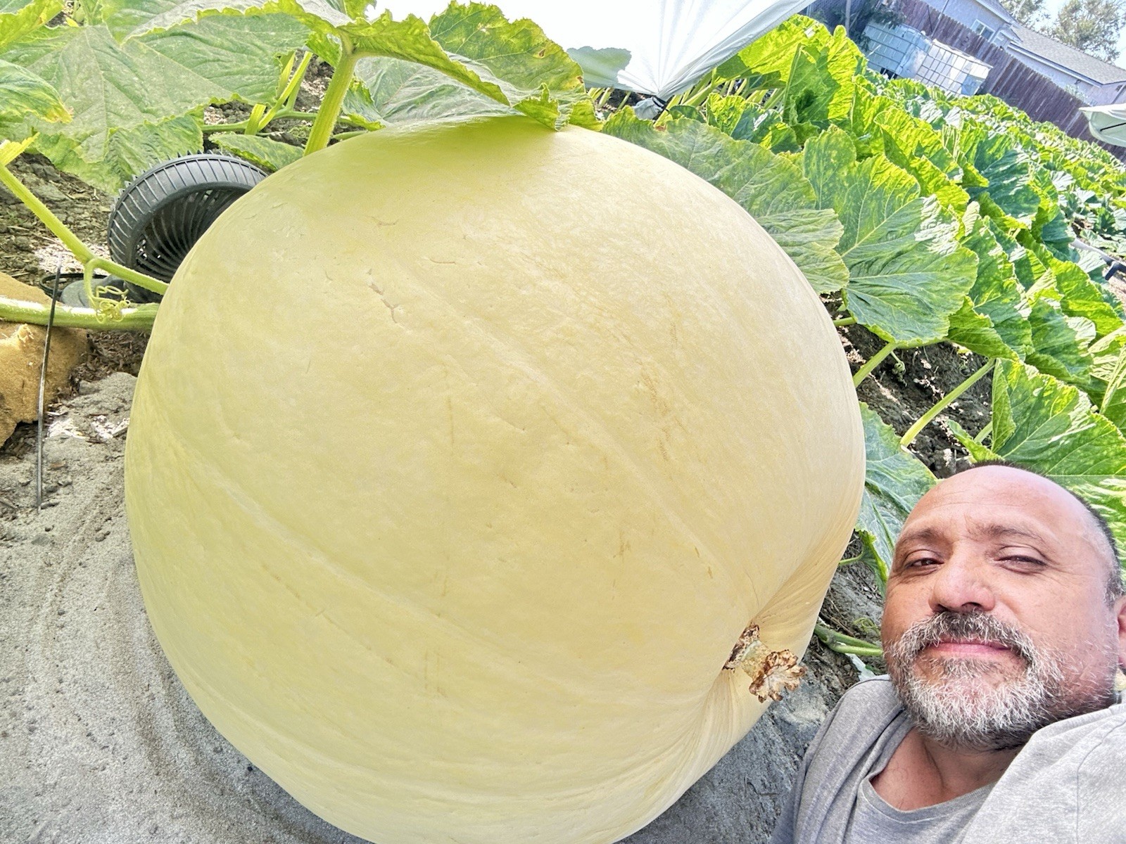 calabazas gigantes con más de 1000 libras paquete de 2 semilla por $28