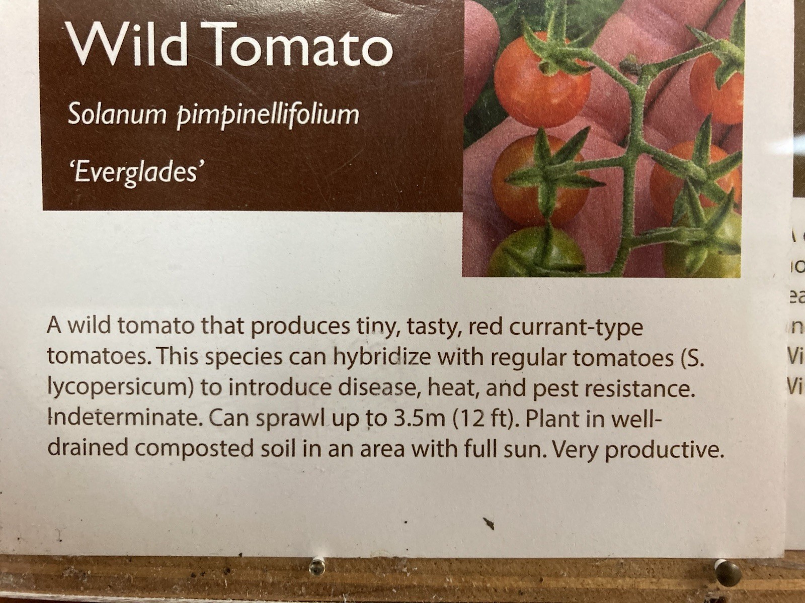 Everglades Cherry Tomato Seeds Fresh, Rare Florida Heirloom