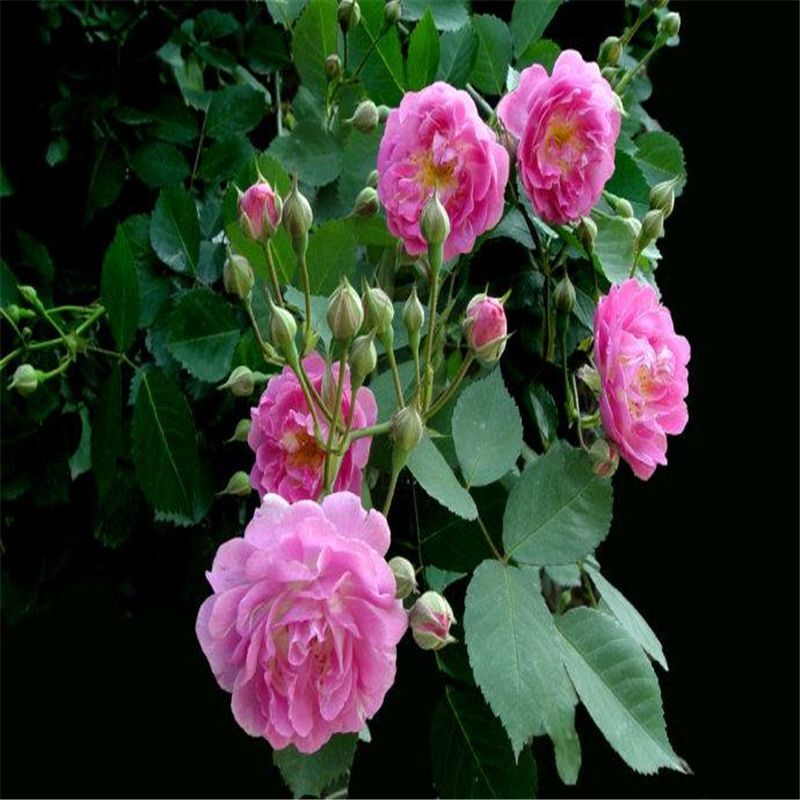 25 CLIMBING ROSE SEEDS Garden Plant Flower rare exotic USA seller FREE shipping