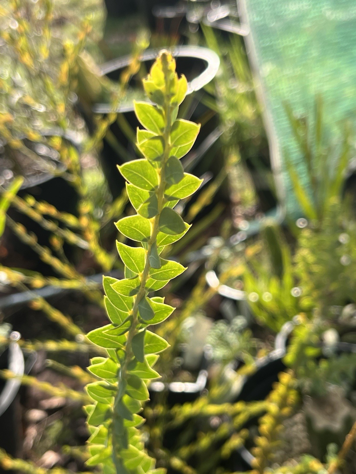 Acacia, Callistemon, Eucalyptus, Melaleuca, Seeds