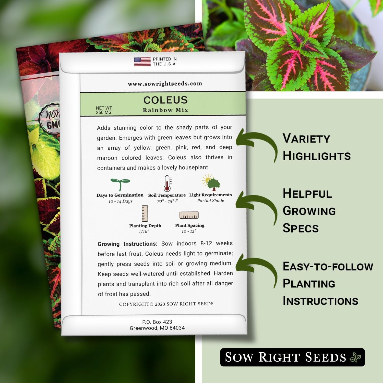 Heirloom Rainbow Coleus Seeds – Colorful Foliage for Indoor/Outdoor Spaces