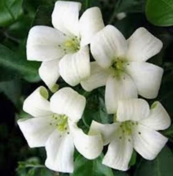 Murraya paniculata Tall Variety | Mock Orange Jasmine | Satinwood | 10_Seeds