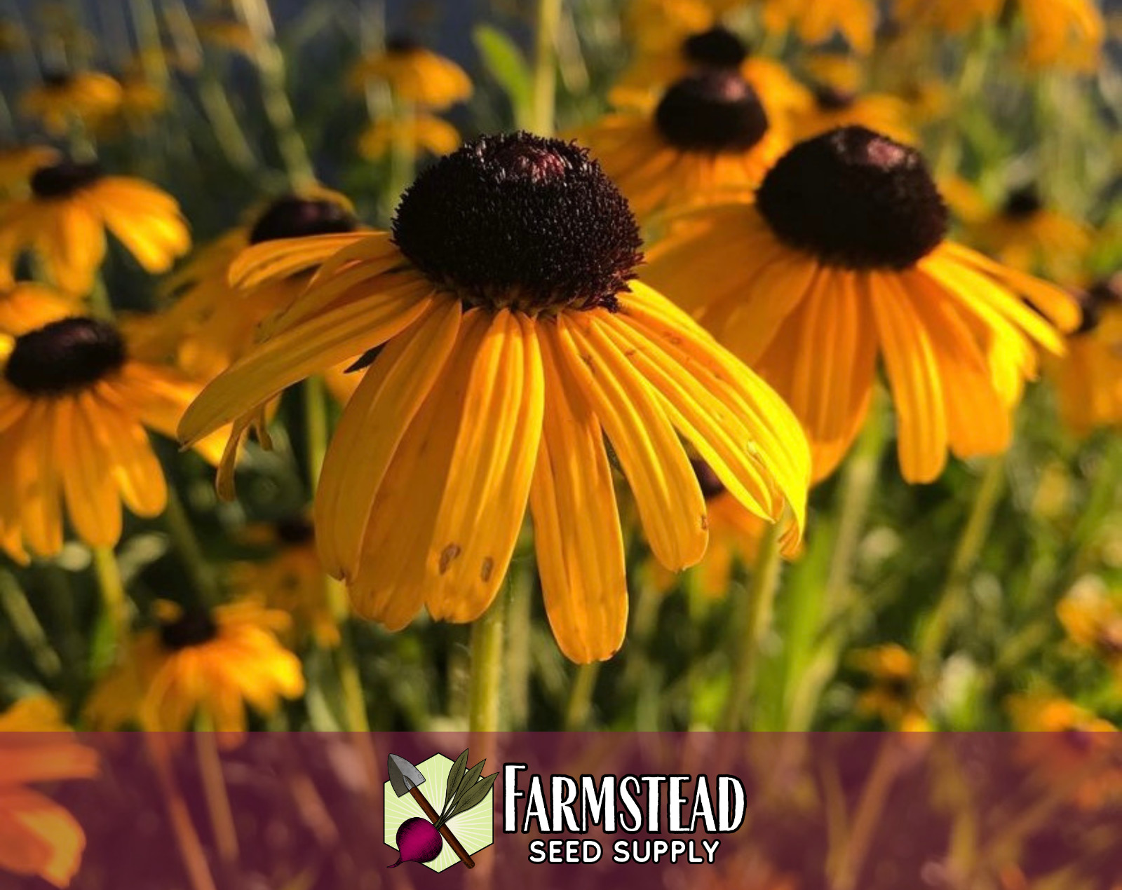 8,000+ Black Eyed Susan Seeds | Native Wildflower Gardening, Rudbeckia hirta