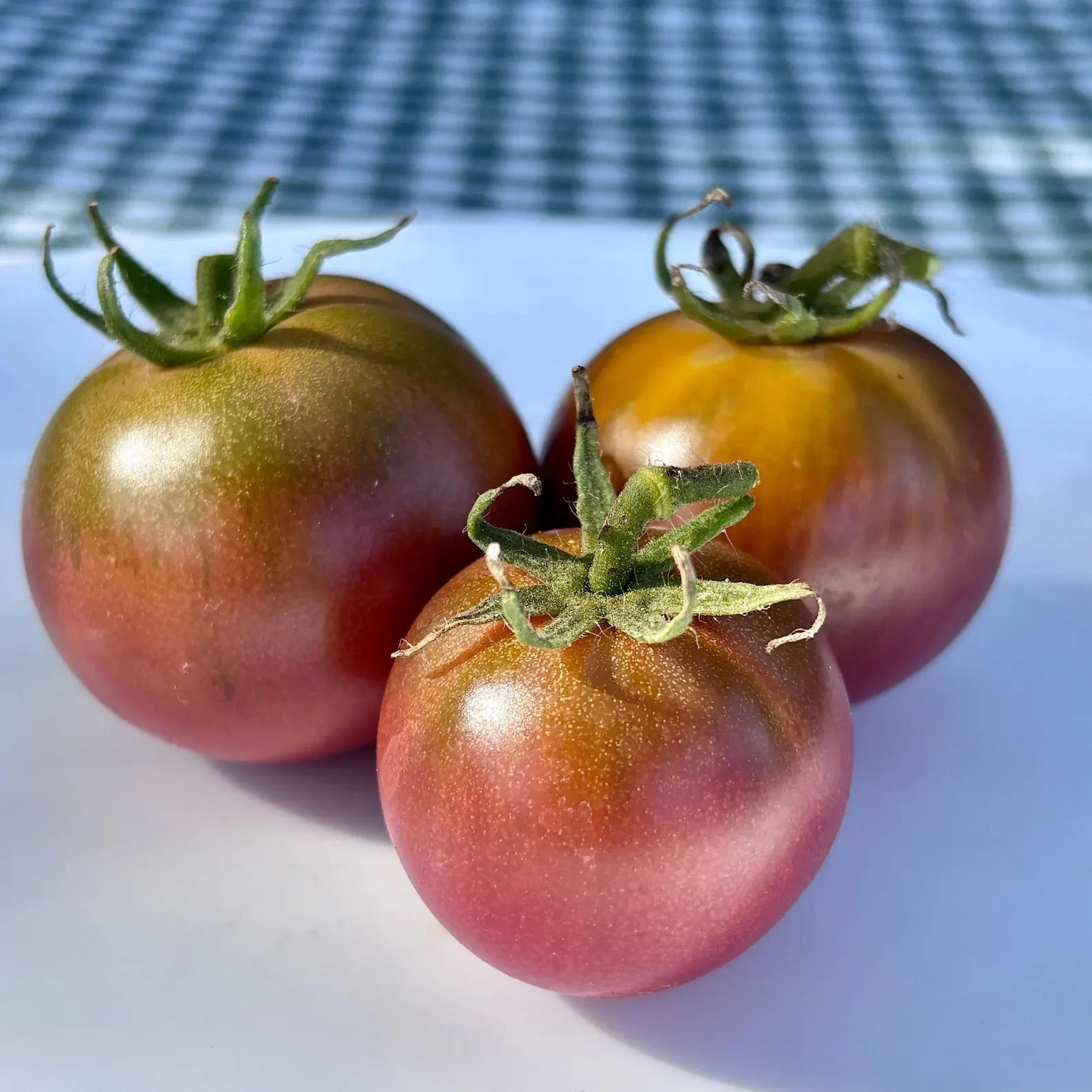 10 seeds Dwarf Velvet Night Tomato Purple cherry ORGANIC Rare Variety DTP