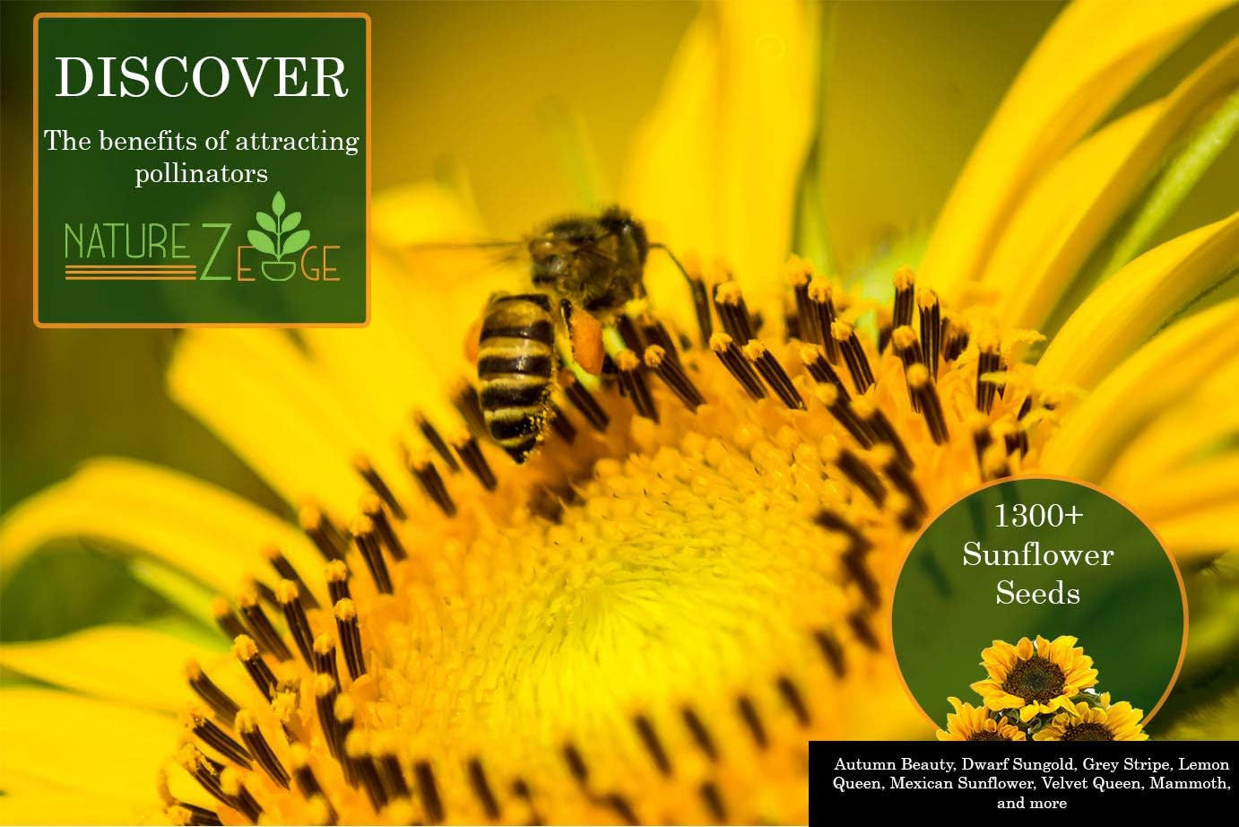 1300+ Sunflower Seeds Garden Variety Pack, Bulk Sunflower Seeds for Planting Flo