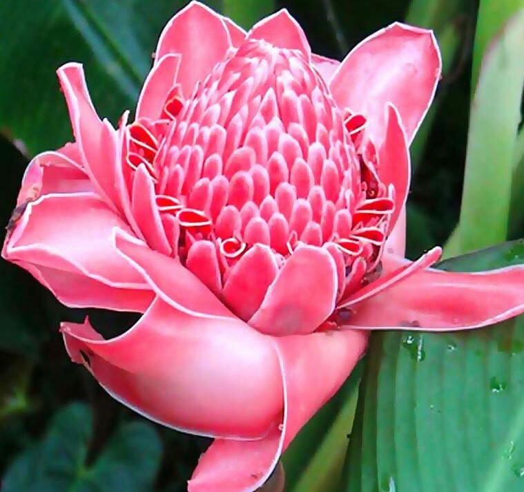 Etlingera elatior Pink | Torch Ginger | Combrang | Wax Flower | 10_Seeds