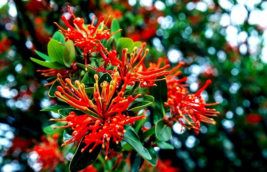10 Chilean Firebush Tree Seeds Embothrium coccineum Flame Flower Plant RARE!