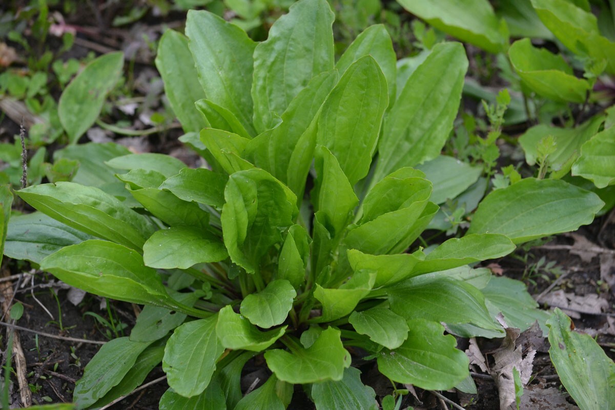 Plantain Herb Seeds 250+ Plantago Major Medicinal Perennial Heat Tolerant USA