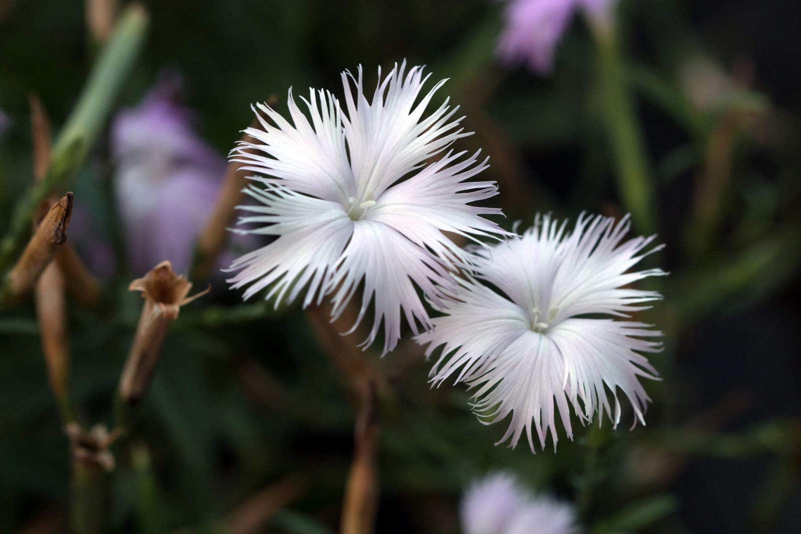 1000 FRINGED PINKS DIANTHUS Superbus Flower Seeds