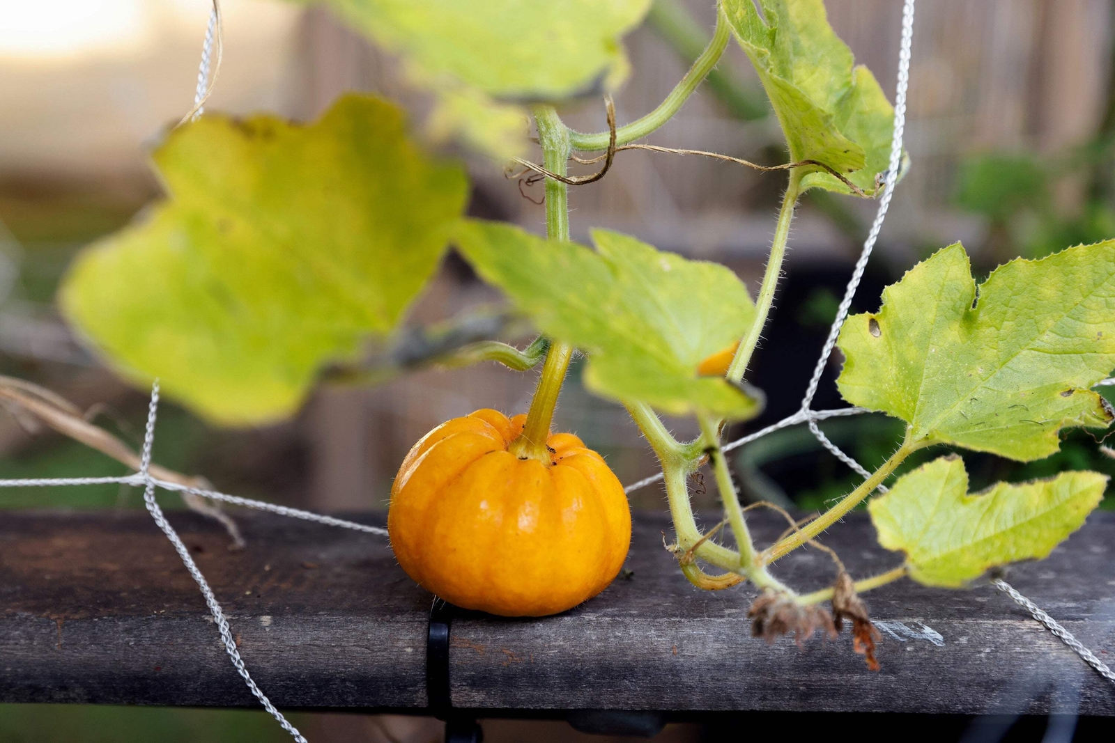 20 MINI MIX PUMPKIN Miniature Cucurbita Pepo White Green Orange Stripe Veg Seeds