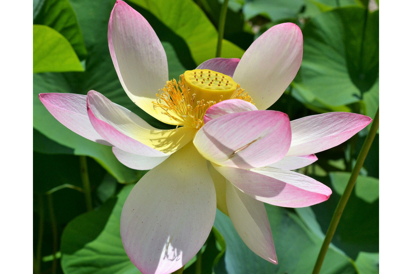Nelumbo – 5 Wild Indian Lotus Seeds- Water Plant Seeds