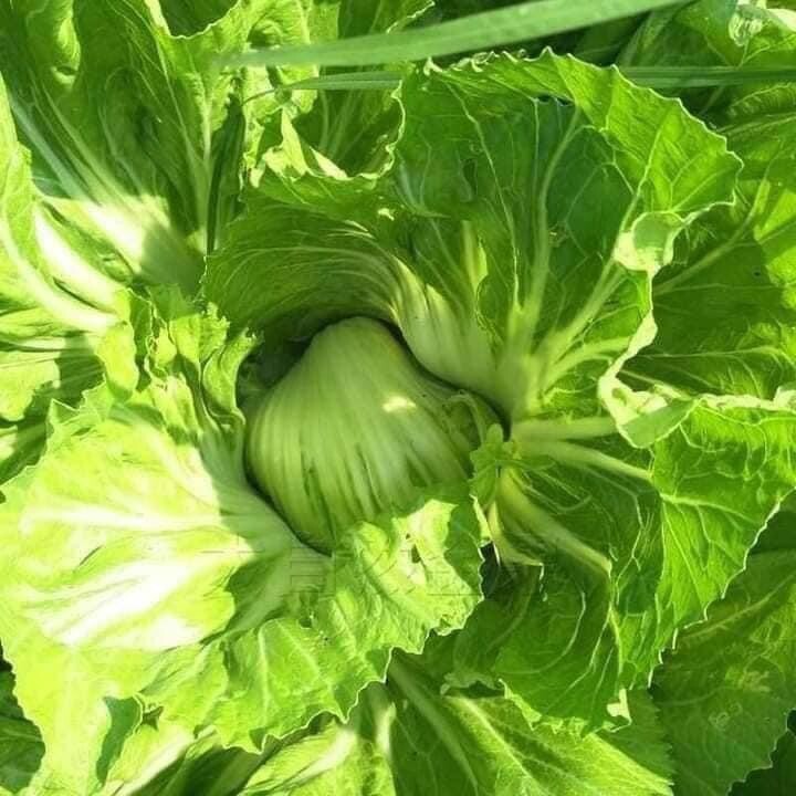 3x Hat Cai Be Dua, Chinese Indian Mustard 750+ Seeds/bag GAI CHOI Cabbage