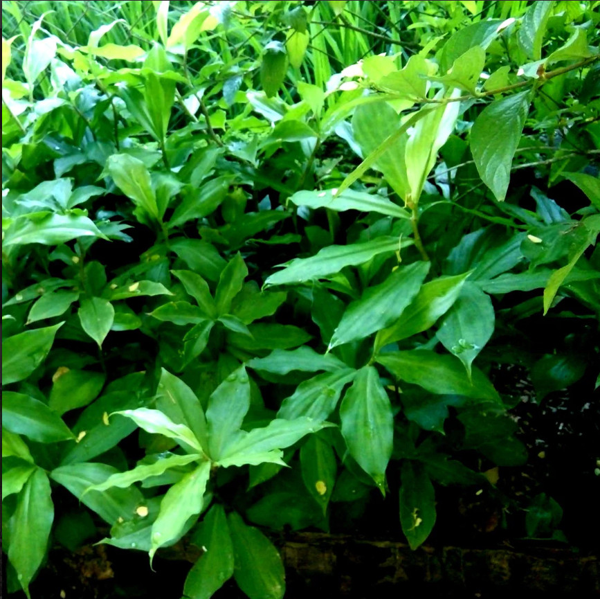 INSULIN PLANT/Fiery Costus /Spiral Flag (1 Rhizome) BLOOD SUGAR SUPPORT(3-6in)