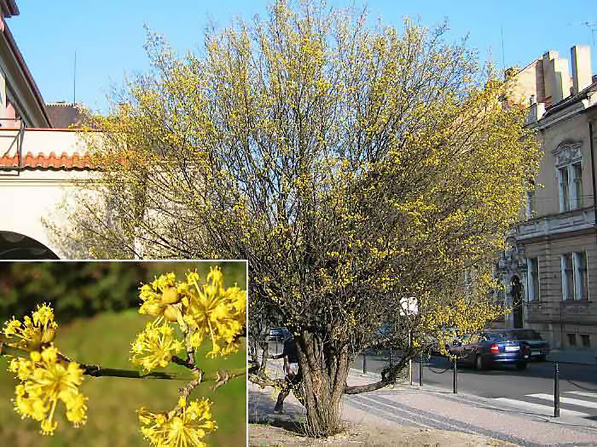 Cornelian Cherry Dogwood, Cornus mas, Tree Seeds