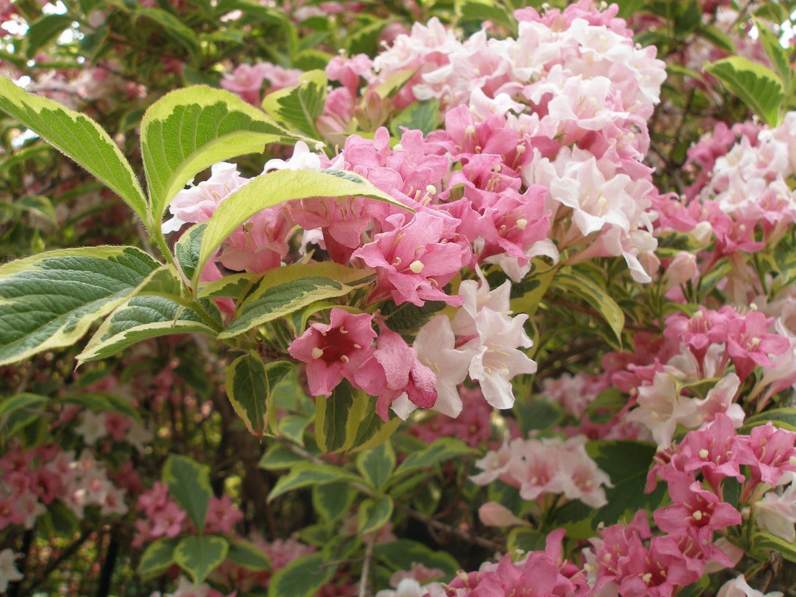 Weigela florida, Shrub Seeds (Fast, Showy, Hardy, Hummingbirds)