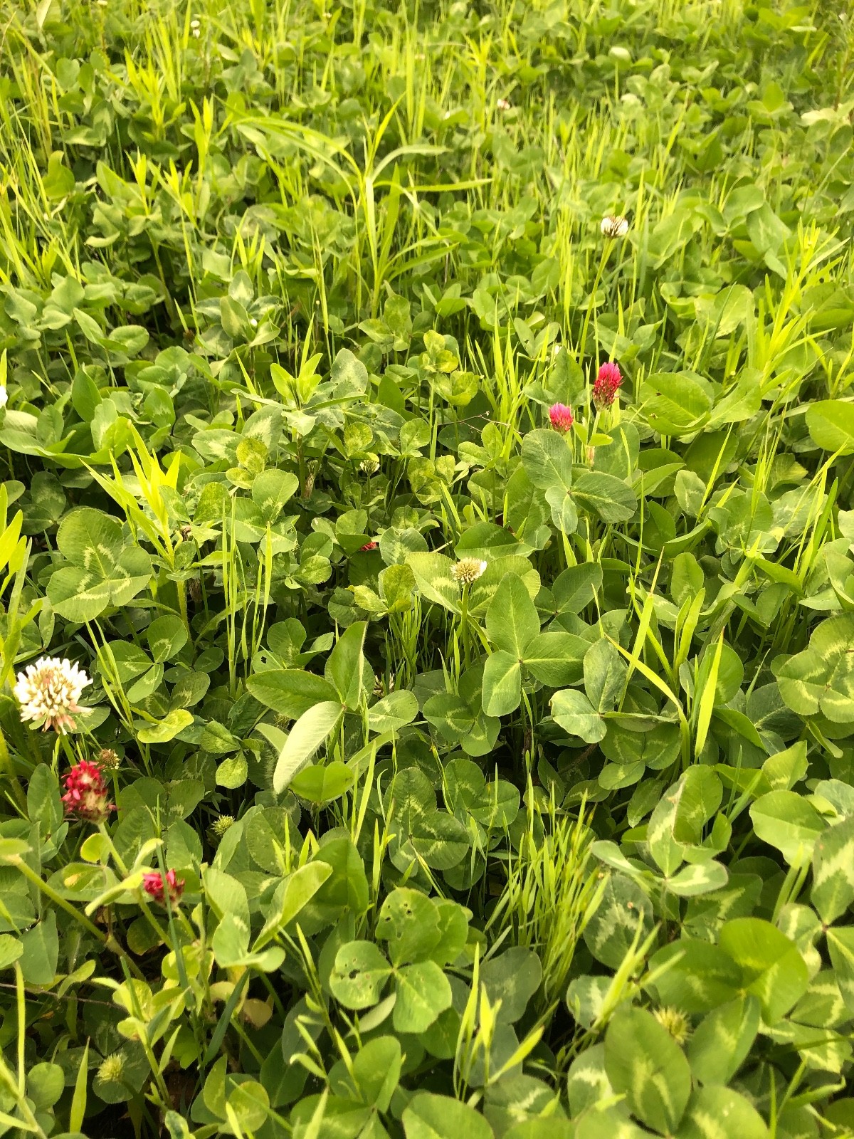 Best Garden Cover Crop Mix for Soil Health Nitrogen fixing Root Detox 4#