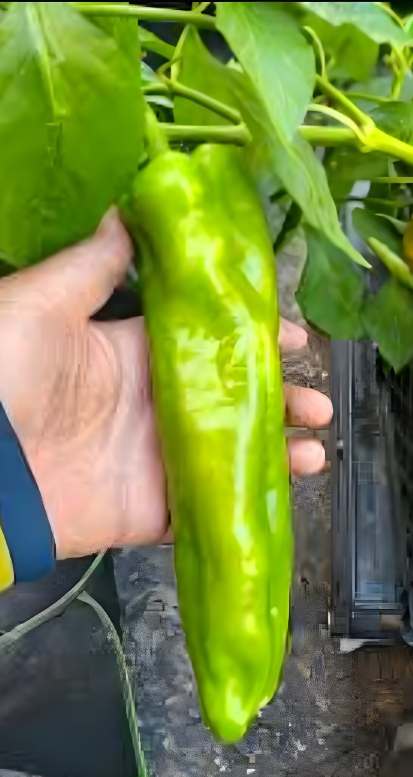 75ct Giant Heirloom Anaheim Chili Pepper Seeds – Super Mild Sweet Pepper 500shu