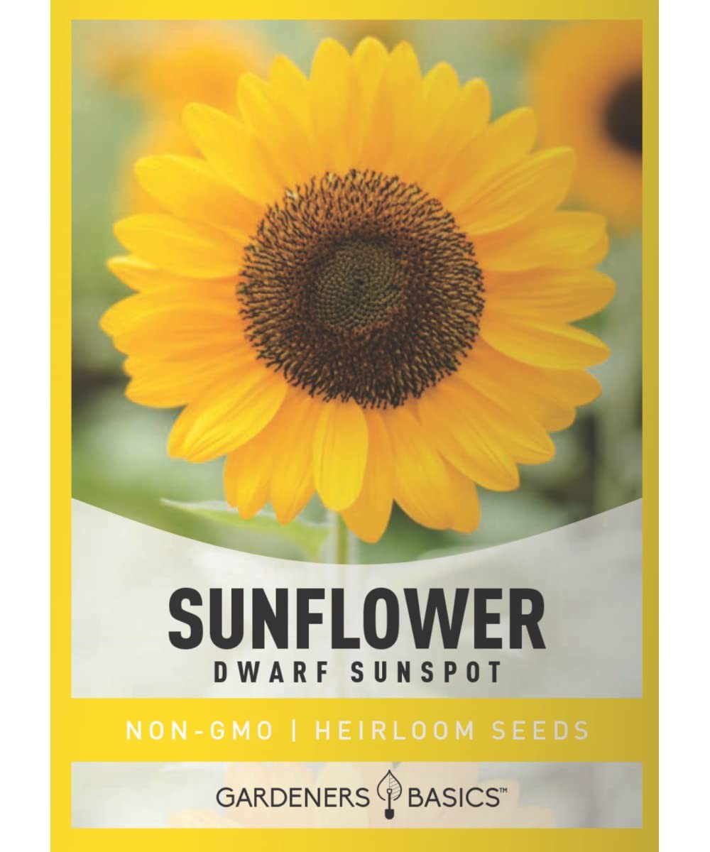 Dwarf Sunflower Seeds For Planting Yellow Sunspot Open Pollinated Non GMO 2 Gram