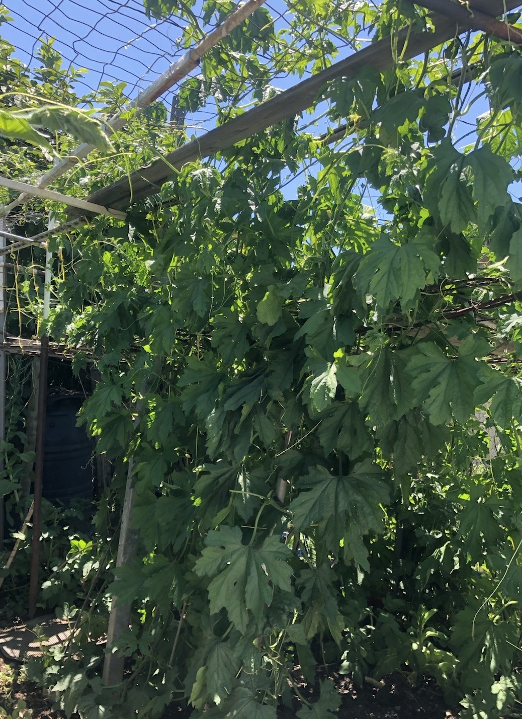 BitterMelon Starter Live Plant Bitter Gourd Ready To Plant Free Shipping
