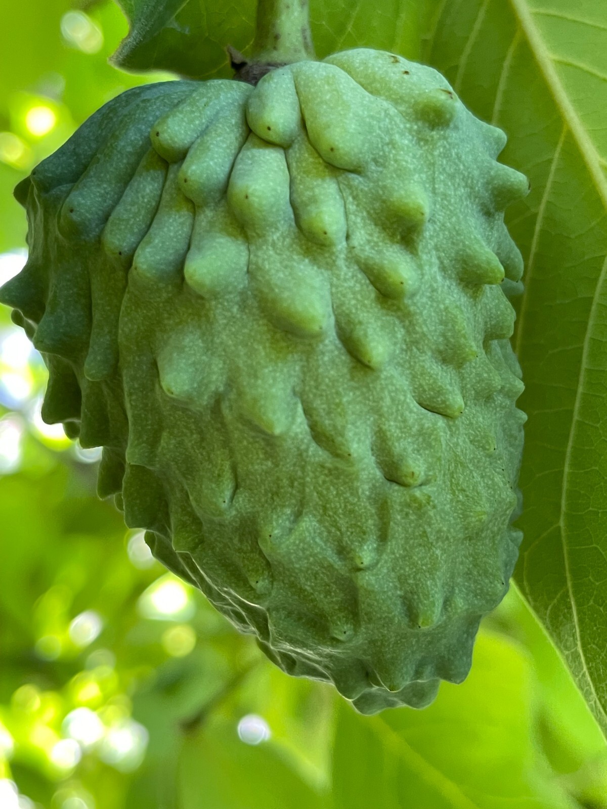 1 Seedling Pineapple Annona Cherimola X A Squannosa Atemoya, Annona Squnnosa 35″